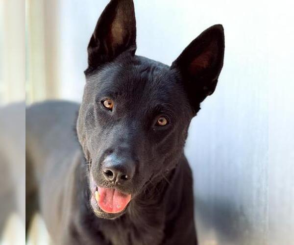 Medium Photo #3 German Shepherd Dog Puppy For Sale in Camarillo, CA, USA