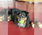 Small #1 Australian Shepherd Mix