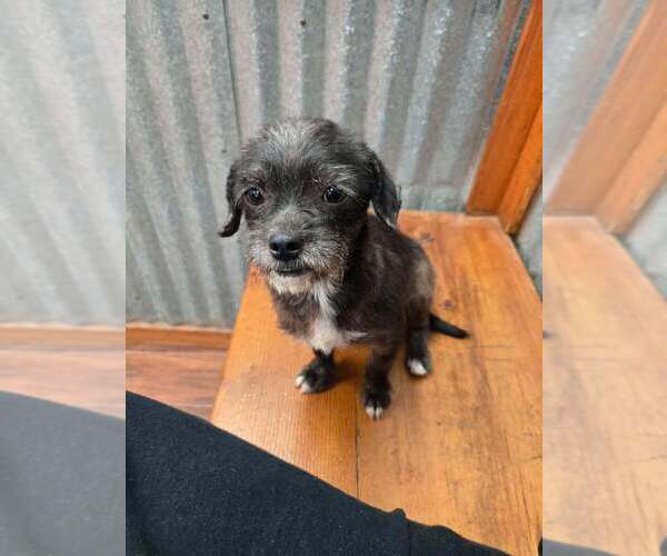 Medium Photo #3 Mutt Puppy For Sale in New York, NY, USA