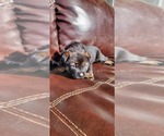Puppy 6 Jindo Dog