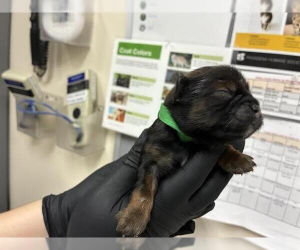 Medium Photo #1 German Shepherd Dog-Unknown Mix Puppy For Sale in Pasadena, CA, USA