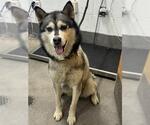 *SANDY - Female Siberian Husky Dog for Adoption - Small photo