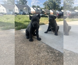 Cane Corso Puppy for Sale in PIKESVILLE, Maryland USA