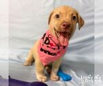 Small #3 Labrador Retriever Mix