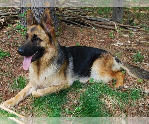 Medium Photo #1 German Shepherd Dog Puppy For Sale in S WILLINGTON, CT, USA