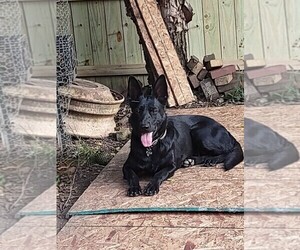 Mother of the German Shepherd Dog puppies born on 01/10/2026