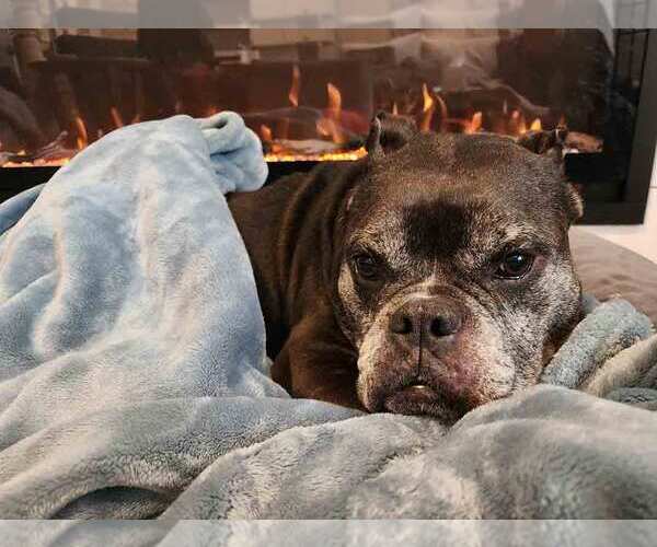 Medium Photo #6 Bulldog-Unknown Mix Puppy For Sale in Kennesaw, GA, USA