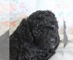 Small #9 Barbet