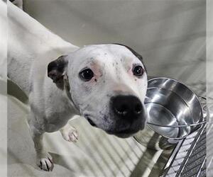 American Pit Bull Terrier Dogs for adoption in Bakersfield, CA, USA