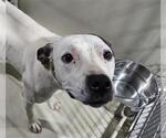Small American Pit Bull Terrier