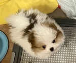 Small Photo #1 Pomeranian Puppy For Sale in FREDERICK, MD, USA