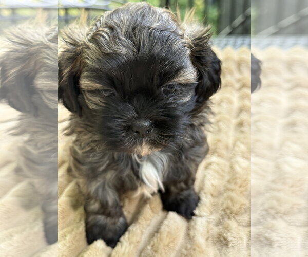 Medium Photo #3 Shih Tzu-Unknown Mix Puppy For Sale in St. Louis Park, MN, USA