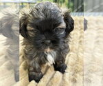 Small #2 Shih Tzu Mix
