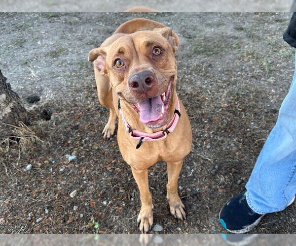 Medium Photo #3 Unknown-Vizsla Mix Puppy For Sale in Santa Cruz, CA, USA