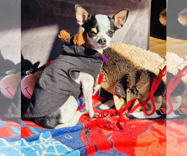 Medium Photo #8 Chihuahua-Unknown Mix Puppy For Sale in Princeton, MN, USA