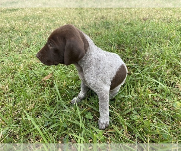 Medium Photo #19 German Shorthaired Pointer Puppy For Sale in CONCORD, NC, USA