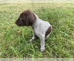 Small Photo #19 German Shorthaired Pointer Puppy For Sale in CONCORD, NC, USA