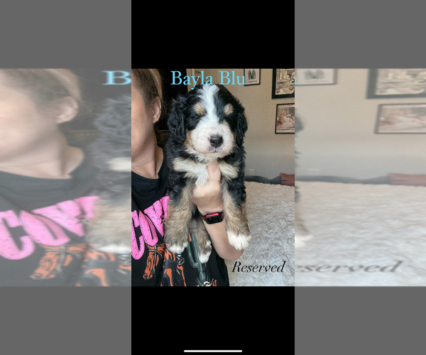 Medium Photo #11 Bernedoodle Puppy For Sale in BELMONT, NC, USA