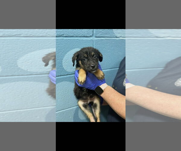Medium Photo #2 Shepradors Puppy For Sale in SHERBURNE, NY, USA