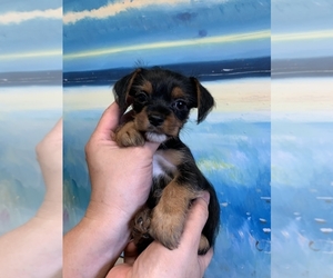 Chorkie-Yorkshire Terrier Mix Puppy for sale in ROWLAND HEIGHTS, CA, USA