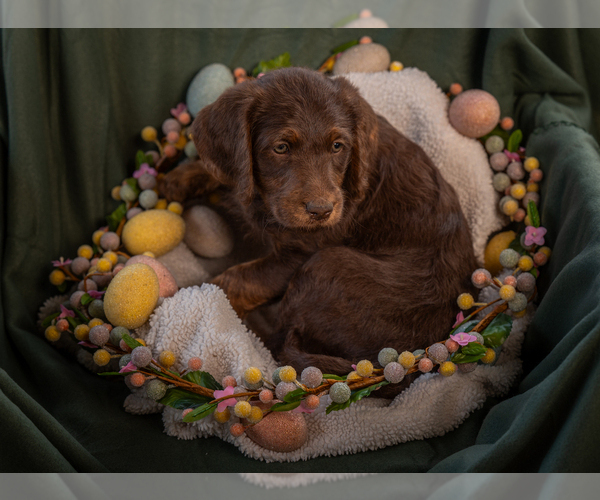 Medium Photo #2 Labradoodle Puppy For Sale in DEEPWATER, MO, USA