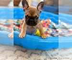Puppy Manny French Bulldog