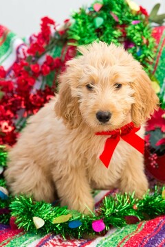Medium Photo #1 Goldendoodle Puppy For Sale in NEW PITTSBURGH, OH, USA