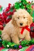 Small Photo #1 Goldendoodle Puppy For Sale in NEW PITTSBURGH, OH, USA