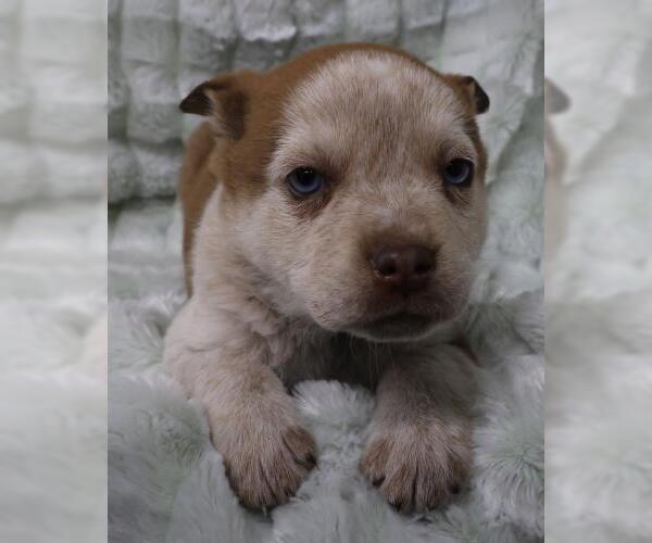 Medium Photo #1 Mutt Puppy For Sale in Thief River Falls, MN, USA
