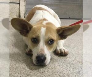 Mutt Dogs for adoption in Riverside, CA, USA