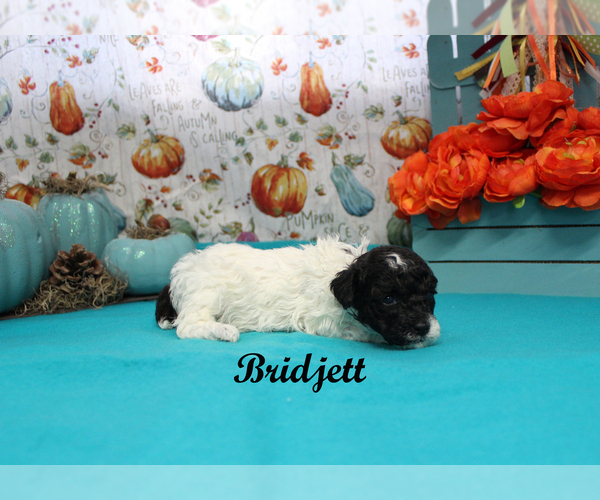 Medium Photo #12 Poodle (Toy) Puppy For Sale in CHANUTE, KS, USA