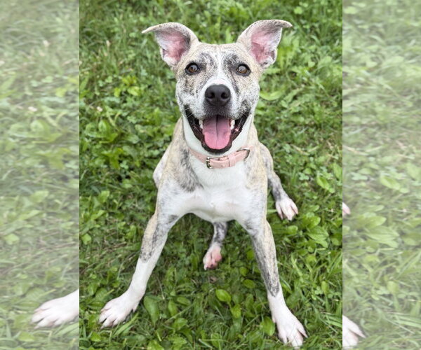Medium Photo #4 Mutt Puppy For Sale in Jefferson, WI, USA