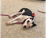 Small #2 Mutt