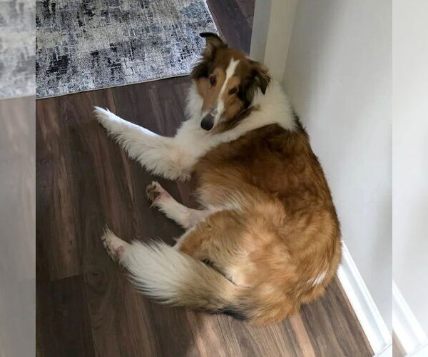 Medium Photo #1 Collie Puppy For Sale in Dublin, OH, USA