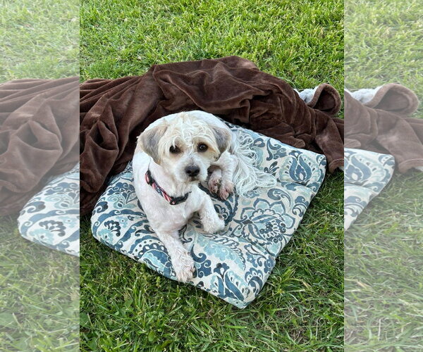Medium Photo #2 Dachshund-Unknown Mix Puppy For Sale in Germantown, OH, USA