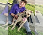 Small #1 American Staffordshire Terrier-Labrador Retriever Mix