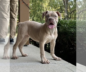 Olde English Bulldogge Puppy for sale in FRANKLIN, IN, USA