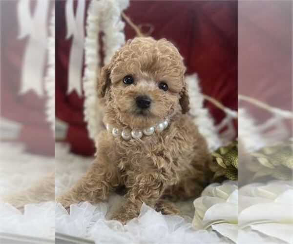 Medium Photo #13 Poodle (Toy) Puppy For Sale in MIAMI, FL, USA