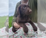 Small #5 Labrador Retriever