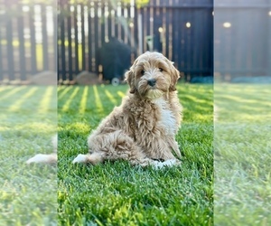 Goldendoodle (Miniature) Puppy for Sale in ROSEVILLE, California USA