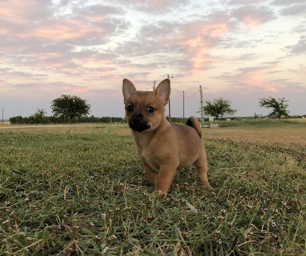 Medium Photo #6 Chiranian Puppy For Sale in COVINGTON, TX, USA