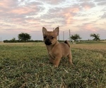 Small Photo #6 Chiranian Puppy For Sale in COVINGTON, TX, USA