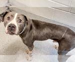 Small #1 American Pit Bull Terrier Mix