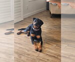 Small #9 Rottweiler