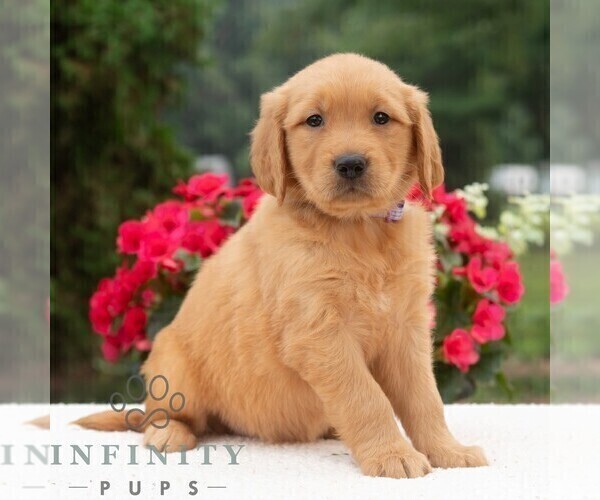 Medium Photo #4 Golden Retriever Puppy For Sale in NEWPORT, PA, USA