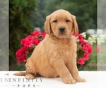Small #3 Golden Retriever