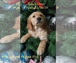 Small Photo #4 Golden Retriever Puppy For Sale in MERCED, CA, USA