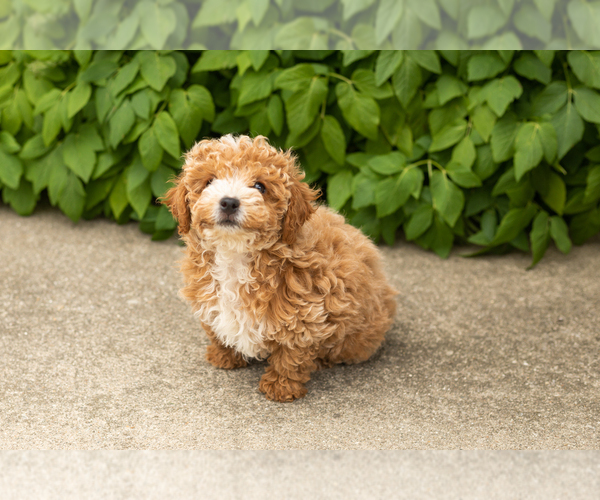Medium Photo #7 Poodle (Miniature) Puppy For Sale in NAPPANEE, IN, USA