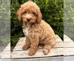 Small #1 Goldendoodle (Miniature)