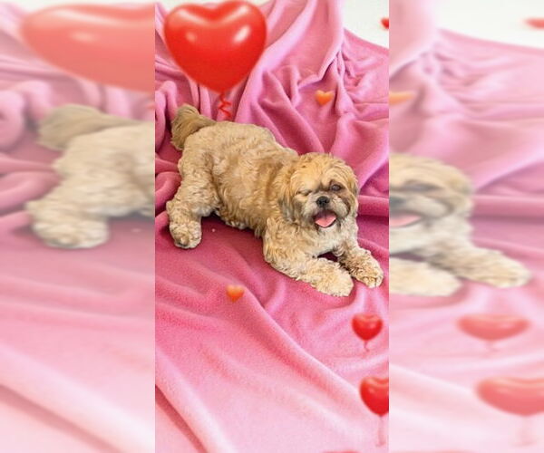 Medium Photo #16 Shih Tzu Puppy For Sale in Weston, FL, USA